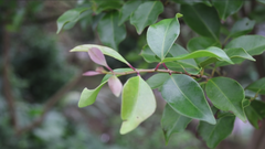 Syzygium formosanum