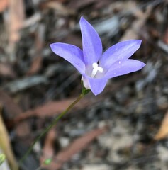 Wahlenbergia multicaulis