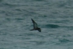 Onychoprion fuscatus