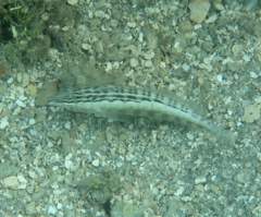 Parapercis lineopunctata