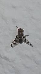 Chaetopsis massyla