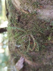 Micropolypodium okuboi