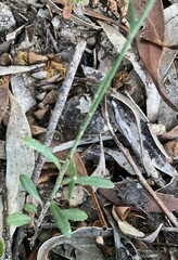 Wahlenbergia multicaulis