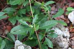 Morinda royoc