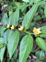Sida planicaulis