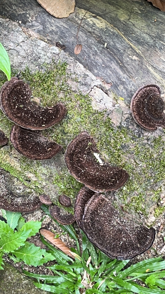 Hexagonia hydnoides · November 2022 · photo: © buriedanimal (iNaturalist, cc0)