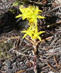 Sedum lanceolatum
