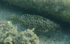 Epinephelus quoyanus