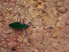 Scambophyllum angustipenne