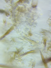 Marasmius cohaerens lachnophyllus