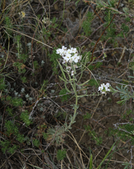 Stevenia incarnata