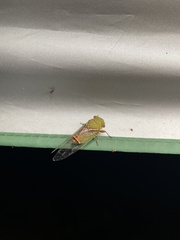 Macrotristria dorsalis