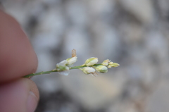 Polygala alba