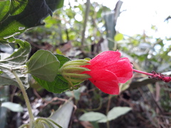 Malvaviscus arboreus