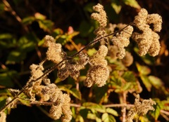 Phacelia