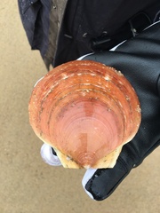 Placopecten magellanicus