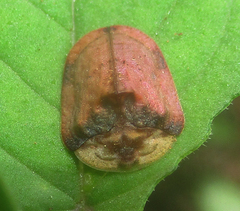 Acrocassis gibbipennis