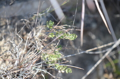 Scutellaria wrightii