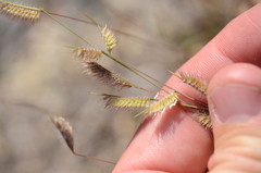 Bouteloua hirsuta