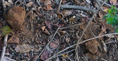 Pisolithus tinctorius
