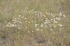 Vernonia lindheimeri
