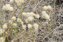 Vernonia lindheimeri