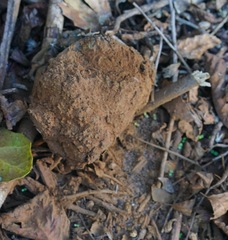 Pisolithus tinctorius