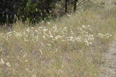 Vernonia lindheimeri