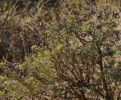 Lupinus albifrons