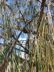 Casuarina glauca