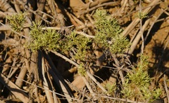 Artemisia californica