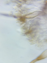 Marasmius cohaerens lachnophyllus