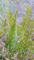 Dryopteris arguta