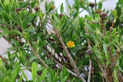 Borrichia arborescens