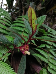 Columnea