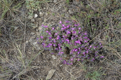 Oxytropis borissoviae