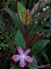 Columnea