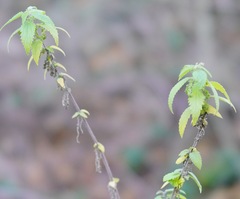 Urtica dioica
