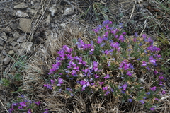 Oxytropis borissoviae