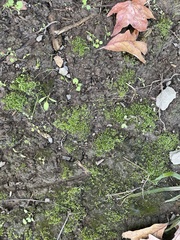 Hyophila involuta