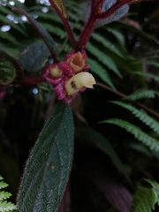 Columnea