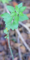 Solanum umbelliferum