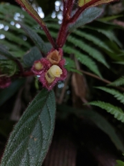 Columnea