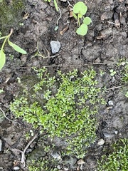 Hyophila involuta