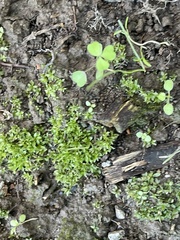 Hyophila involuta