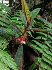Columnea