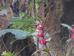 Columnea