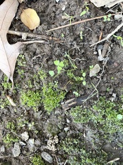 Hyophila involuta