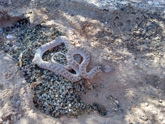 Hypsiglena chlorophaea