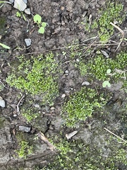 Hyophila involuta